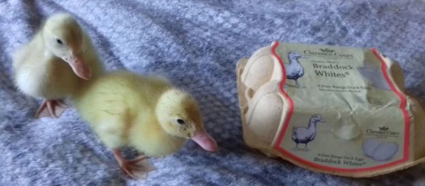 Δεν πίστευε στα μάτια της: Αγόρασε αυγά πάπιας από το ράφι του σούπερ μάρκετ ένα μήνα μετά είχε... τρία παπάκια (φωτο)